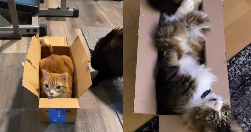 silly cats cats in boxes cardboard boxes boxes cat in a box funny memes cute cats funny cats cat beds Cats Cats - 46464773