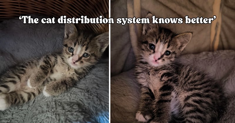 39 pictures of cats and text | thumbnail includes two pictures of a cat and one picture of text including '‘The cat distribution system knows better’' 