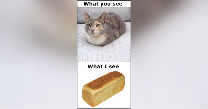 27 cat memes | thumbnail includes one meme and one picture of text including 'What you see What I see' 