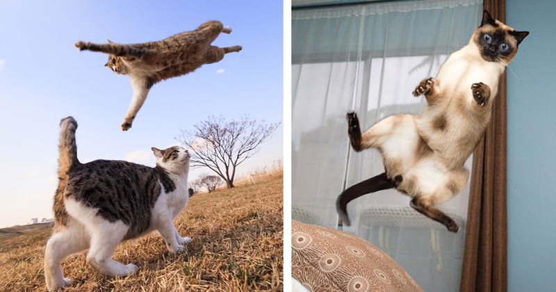 32 pictures of cats mid-air | Thumbnail includes one picture of a cat jumping over another cat outside, and one picture of a siamese cat mid-air during jump