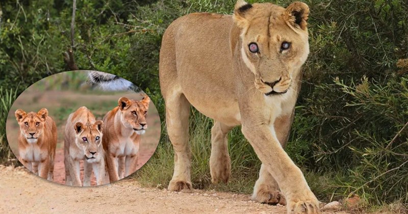 Story of Josie, a legendary lioness from Addo Elephant National Park in South Africa | Thumbnail includes one picture of a lioness 'Josie' and one picture of three lionesses, Josie, and her daughters, Dawn and Duffy