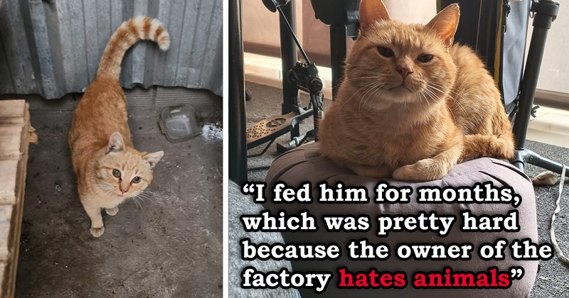 story about an employee at a factory feeding a cat behind his boss's back then adopting it | thumbnail includes two pictures of a cute ginger cat 'I fed him for months, which was pretty hard because the owner of the factory hates animals'