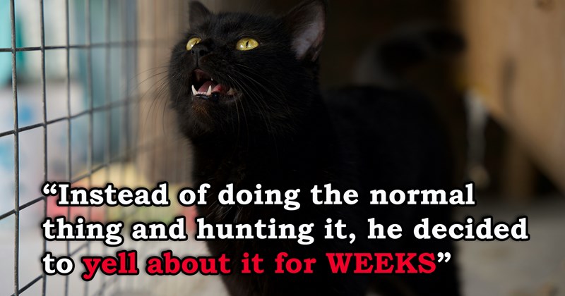 story about an owner whose cat who started screaming constantly for no reason finding out that the cat was scared of a rat the whole time | thumbnail includes one picture of a black cat screaming 'Instead of doing the normal thing and hunting it, he decided to yell about it for WEEKS'
