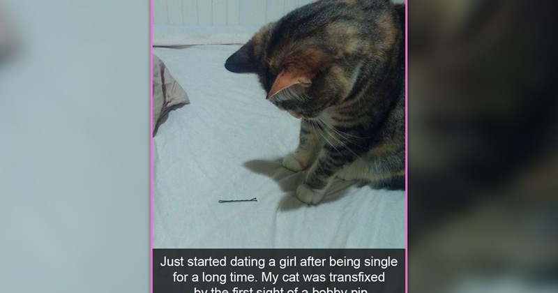 funny and wholesome cat memes | thumbnail includes one meme of looking at a hairpin 'Just started dating a girl after being single for a long time. My cat was transfixed by the first sight of a bobby pin'