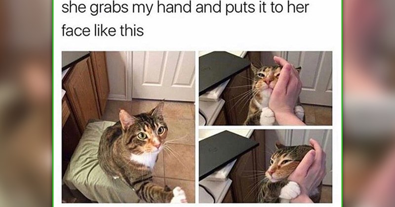 funny and wholesome cat memes | thumbnail includes one meme of a cat rubbing up against someone's hand 'she grabs my hand and puts it to her face like this'