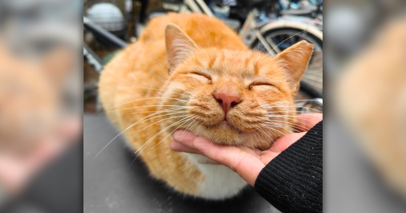 33 pictures of cute cats | Thumbnail includes one picture of an orange cat receiving pets 