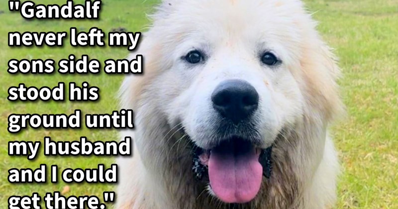 Dog saves nonverbal child who went missing exceptional show loyalty, 2.5 miles brave dog stuck by his side until spotted saved by pawrents, says: ‘Something about their friendship just has never needed spoken words.’ | thumbnail includes one image which shows a white fluffy dog smiling sitting on grass ‘“Gandalf never left me sons side and stood his ground until my husband and I could get there.”’