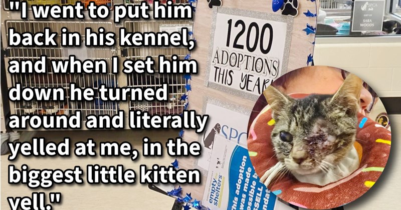 Man walks into cat shelter to donate comes out with one-eyed kitten who instantly fell for, but adoption would end up being far more meaningful than either them could imagine: ‘I was in love but I wasn't ready.’ | thumbnail includes one image which shows a cat shelter and a one eye cat wearing a donut ‘“I went to put him back in his kennel, and when I set him down he let out the biggest little kitten yell.”’