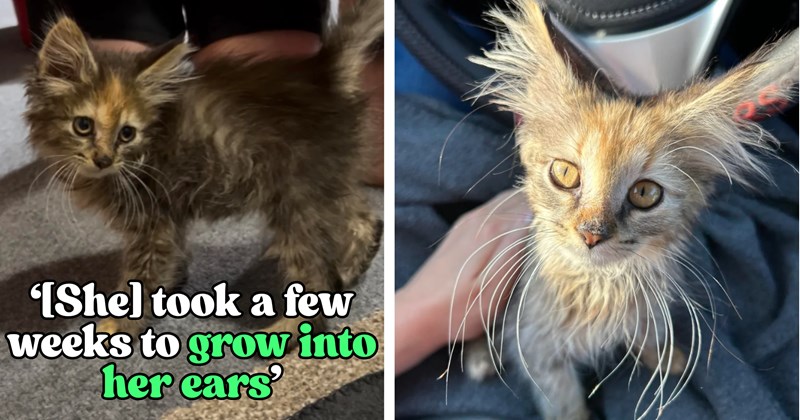 Story of Harvey, a foster kitten who grew into a unique cat who looks like a fairytale creature | Thumbnail includes one picture of a 2-month old kitten, one picture of an older kitten, and one picture of text including '‘[She] took a few weeks to grow into her ears’'