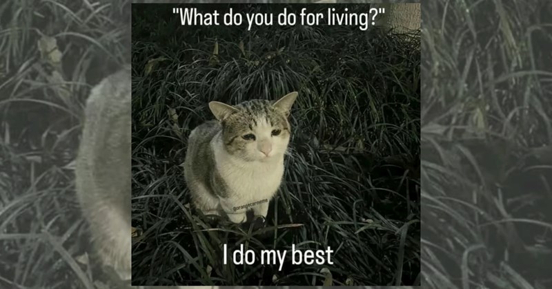 We should create a social media platform that only allows funny cat videos and cat memes to be posted. Everyone could have their kitty avatar, and we would dedicate our time and eyes to watching sweet, endearing cat videos that would lighten our mood.