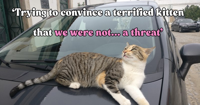 23 pictures of cats and text | thumbnail includes one picture of a cat and one picture of text including '"Trying to convince a terrified kitten that we were not... a threat'' 