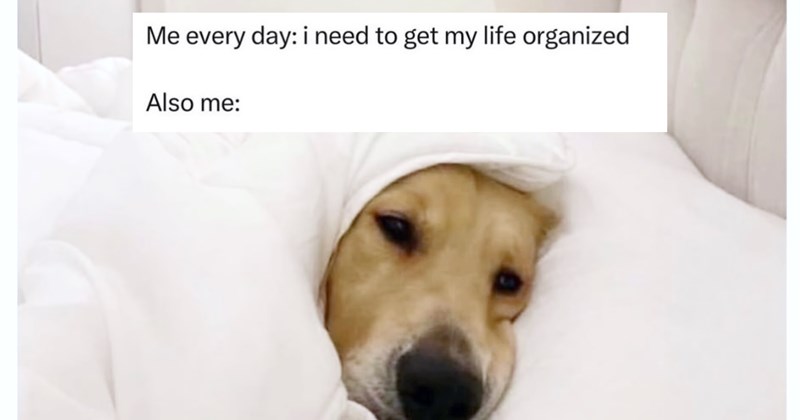 30 Endearing Animal Memes Calm Turbulence Chaotic Tuesday | thumbnail includes one image which shows a cream colored dog wrapped in blankets ‘Me every day: i need to get my life organized’ ‘Also me:’