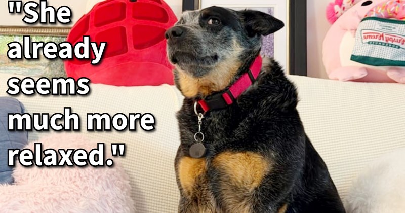 Australian Cattle dog dumped behind workplace rescued given home by dog loving employee, who dedicated his time to rehabilitating high energy anxious pup, says: ‘I think she would be perfect take hospitals and help calm people down.’ | thumbnail includes one image which shows a black and brown dog sitting on white couch ‘She already seems much more relaxed.”’