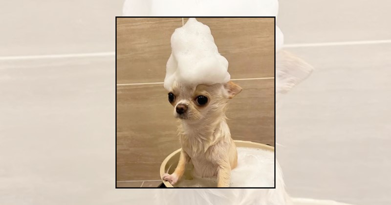 Doggos dogs cute dogs dogs taking baths dog pictures cute doggos bath time soaked pups funny dog pictures wet dogs dog bath pictures - 46485765