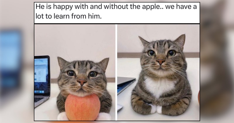 23 Smiling Cat Memes to Soothe the Soul Through Life's Tumults 