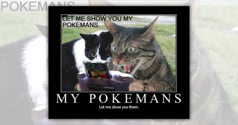 24 cat memes | Thumbnail includes one meme including 'LET ME SHOW YOU MY POKEMANS MY POKEMANS Let me show you them.'