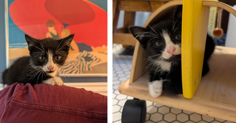 Couple leaving a party have their lives changed furrever when they hear a kitten meowing in the darkness, they almost lose her but fate had something else in mind