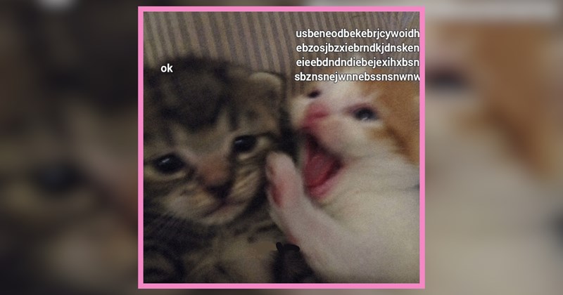 22 Saturday Cuddly Kitty Memes for Anyone Going Through It and Needs a Hug