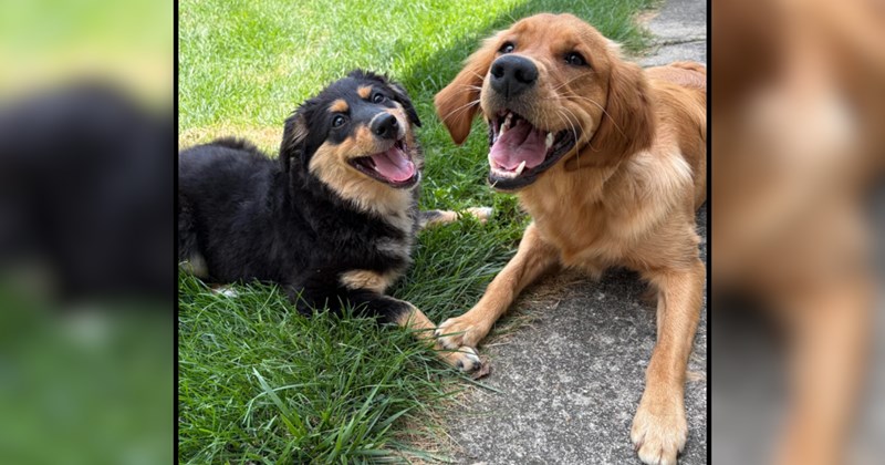 Aussie 101: Good couple adopts their first Australian Shephard and need advice on how to raise her with a golden retriever, showing the benefits of a technological age on pawrenting 
