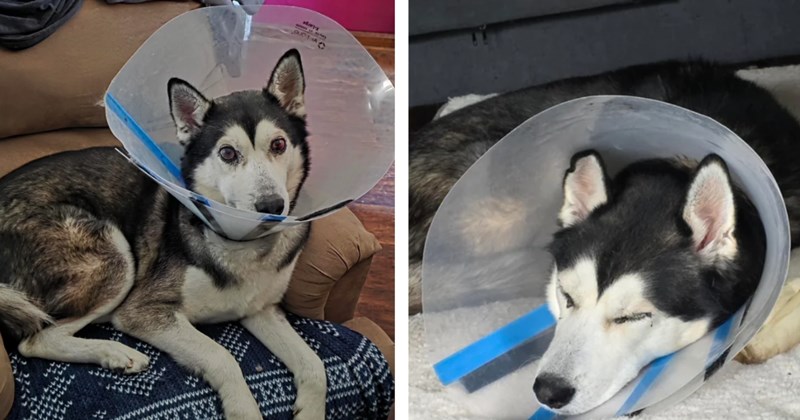 Spanish speaking Husky becomes permanently blind one month after being adopted, first time dog owners seek advice on how to give him the best quality of life: 'He still likes to play fetch even if he can't see'