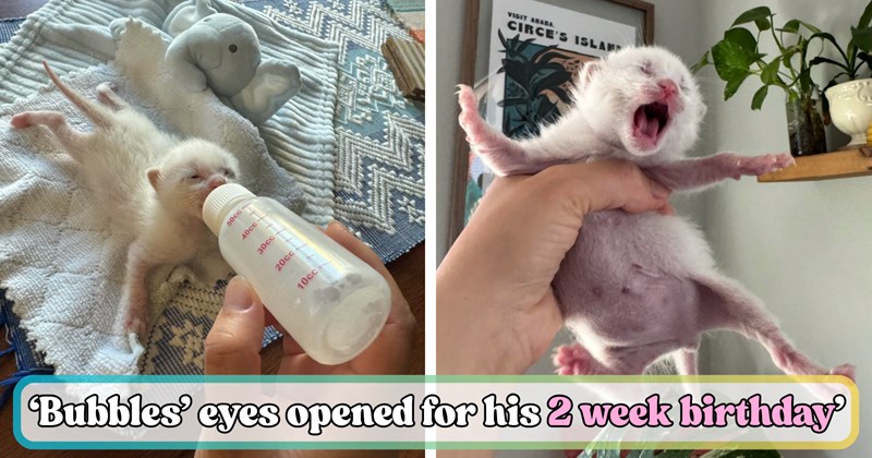 Update on Bubbles the kitten's rescue story | Thumbnail includes one picture of a baby white kitten bottle feeding, one picture of a baby white kitten being held, and one picture of text including '‘Bubbles’ eyes opened for his 2 week birthday’'