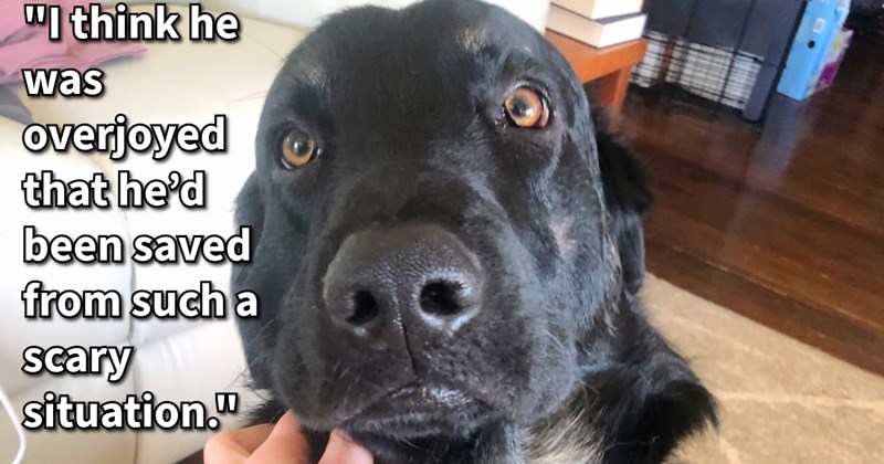 Terrified dumped dog tentatively takes chance on canine loving couple when offer him helping paw, giving him furever home full of love after weren’t able locate his pawrents: ‘He’s such a good boy. I think it was certainly fate.’ | thumbnail includes one image which shows a black dog being petting under chin sitting ‘“I think he was overjoyed that hed been saved from such a scary situation.”’