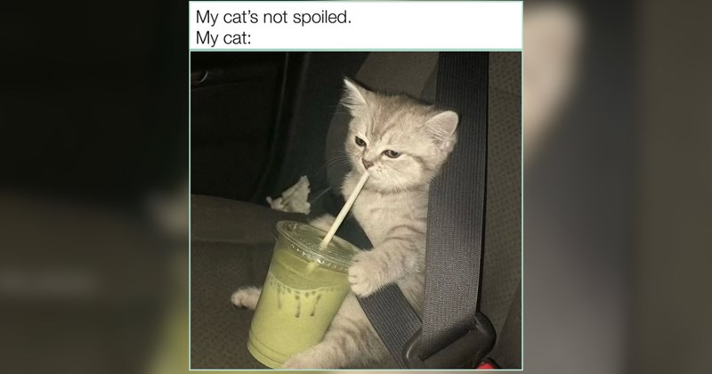 An Ice Cream Cone of Cat Memes to Stave Off Summer Heat