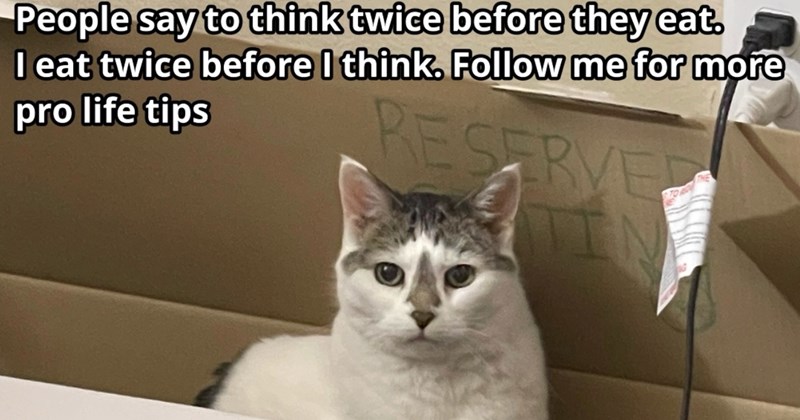 27 Funny Feline Life Lessons as Told by These Cute Cat Child Memes | thumbnail includes one image which shows a white and gray cat sitting in cardboard box ‘People say to think twice before they eat. I eat twice before I think. Follow me for more pro life tips’