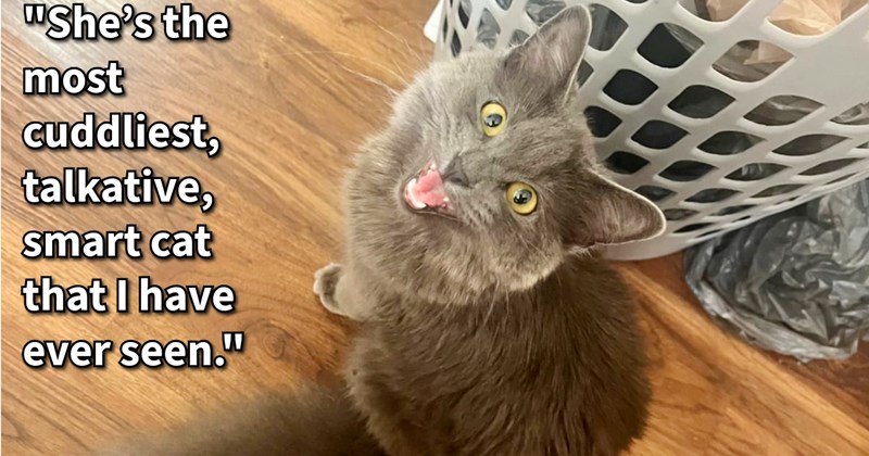 Starving street cat saved while in middle of desperately eating trash by nanny who gave feline furever home where she was finally able  feel safe show off her wholesome side: ‘When I picked her up she was incredibly skinny.’ | thumbnail includes one image which shows a gray cat sitting on floor looking up meowing ‘“She’s the most cuddliest, talkative, smart cat that I have ever seen.”’