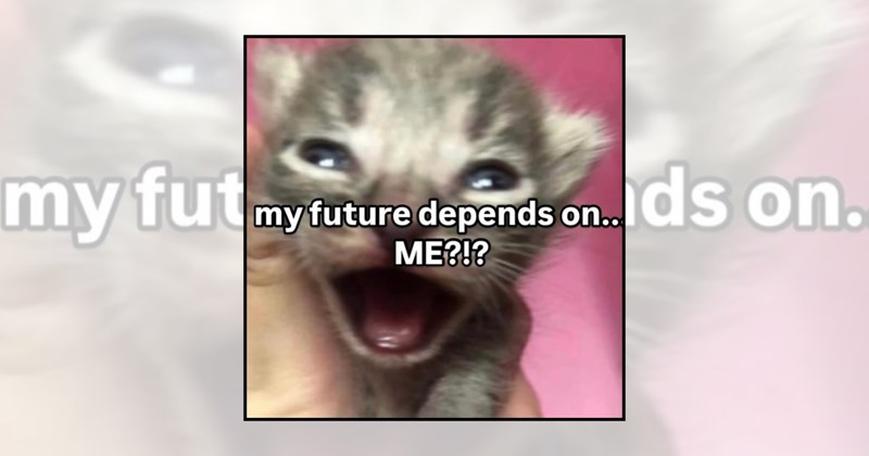 funny kittens tiny cats adorable kittens soft kitten memes wholesome cat memes cute kittens wholesome kittens kitten memes cat memes baby cats cat lovers Cats - 46500357