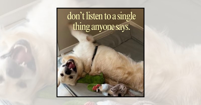 dog memes golden retriever memes funny dog memes relatable dog memes Doggos funny dogs dog lovers golden retriever - 46503685