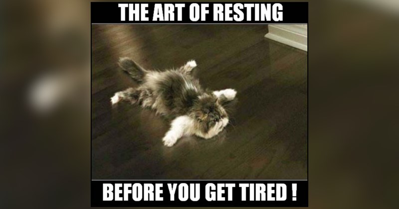 27 cat memes | thumbnail includes one meme and one picture of text including 'THE ART OF RESTING BEFORE YOU GET TIRED!' 