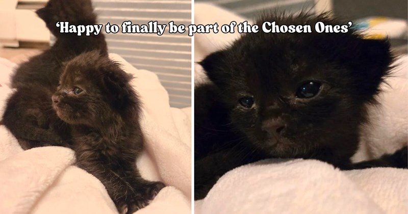 20 pictures of cats and text | thumbnail includes two pictures of cats and one picture of text including '‘Happy to finally be part of the Chosen Ones’' 