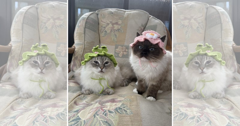 adorable cats cats with hats funny cats Cats Cats - 46510085
