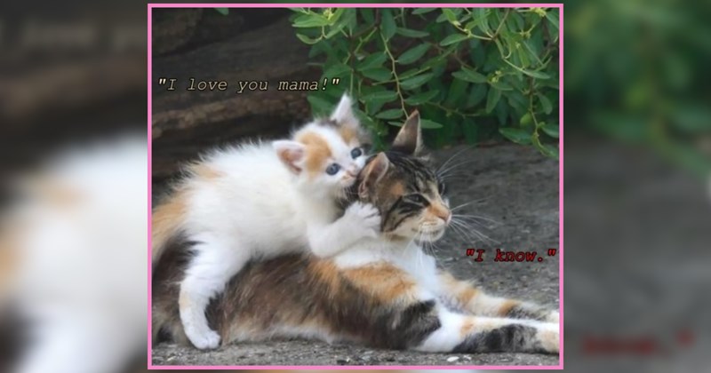 21 Heartwarming Kittens to XOXO You on Your Way to Work 