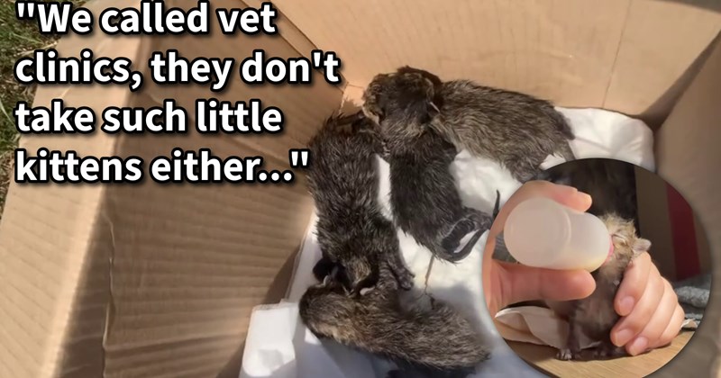 4 tiny newborn kittens found suffocating in tight plastic bag in trash saved painstakingly cared for by their rescuers after every single shelter in city turned them down | thumbnail includes one image which shows four dark colored kittens in box with one kitten being bottle fed ‘“We called vet clinics, they don’t take such little kittens either…”’