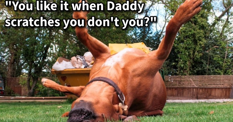 “What something normal say to your dog, but totally weird say to a human?”: 15 Howlarious pupper pawrent quotes you wouldn’t be caught repeating at country club | thumbnail includes one image which shows a brown dog lying on back legs in air on grass ‘“You like it when Daddy scratches you don’t you?”’