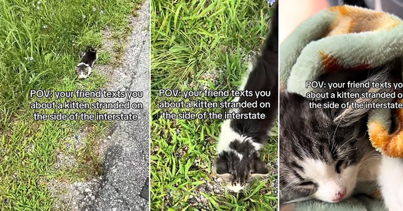 wholesome little cats kitten animal rescue cat rescue Cats - 46513669