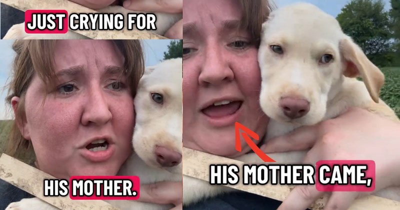 Small scared puppy found howling for help alone in farmer’s field immediately runs farmer when she approaches claiming her as his pawrent: ‘He’s been out here for god knows how long crying for his mother, his mother came.’ | thumbnail includes one image which shows a woman with red hair holdin a cream colored puppy and a white stick close to her face walking in field ‘just crying for’ ‘his mother.’ ‘his mother came’