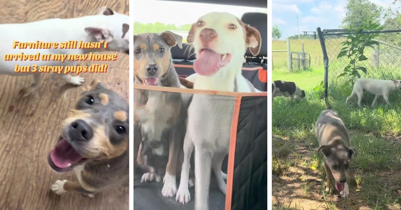 Rescues & Adoption abandoned dogs viral videos dogs stray dog heartwarming animal rescue wholesome animals rescued dogs viral animal rescue video pet rescue dog adoption Dog Rescue - 46519301