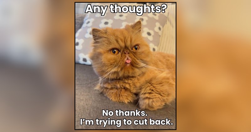 27 cat memes | thumbnail includes one meme and one picture of text including 'Any thoughts? No thanks. I'm trying to cut back.' 