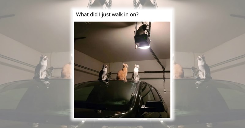 wholesome animal memes Cats cat memes Cats - 46524677