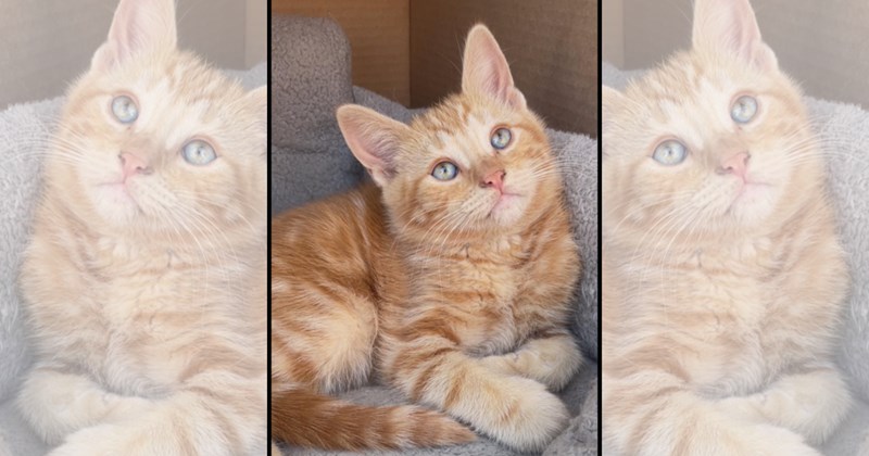 wholesome cats adorable cats cat pictures cute cats funny cats Cats Cats - 46525189