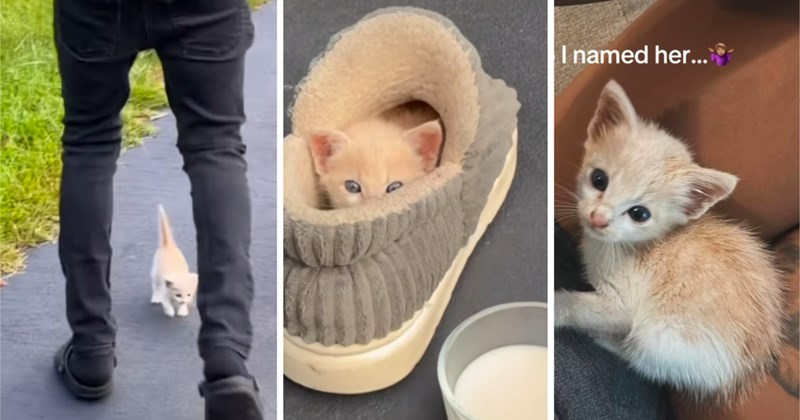 Cats heartwarming story rescued cats wholesome cats animal rescue lost kitten kitten rescue Cat distribution system viral animal rescue video Cats cute kittens stray kitten - 46526213