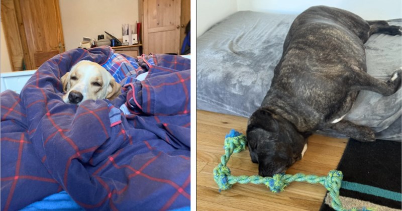 happy dogs dogs cute dogs silly dogs adorable dogs doggos funny dogs hilarious dogs sleeping sleepy Doggos - 46529797