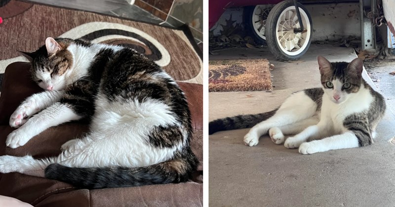 On the same day 20-year-old soul cat crosses rainbow bridge, family stunned to find doppelgänger patiently waiting for them to adopt him: 'Coincidence or not?'