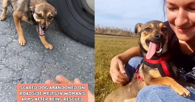 Petrified pup rescued after being abandoned on rural road by woman who took time to establish relationship trust with dog before introducing him to his canine feline siblings in his new furever home | thumbnail includes two images one image shows a scared snarling brown and black dog, the other image shows happy calm cuddly brown and black dog in field with smiling woman ‘SCARED DOG ABANDONED ON ROADSIDE MELTS IN WOMANS ARMS AFTER BEING RESCUED’