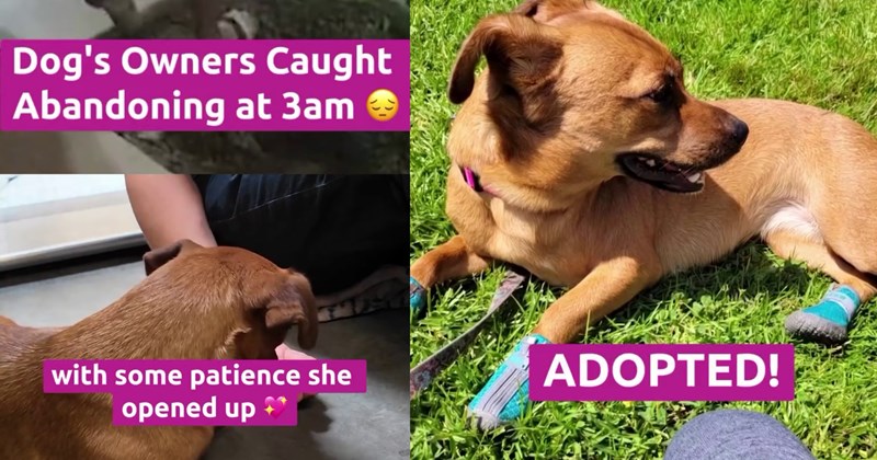 Shelter pup finally learns to trust smile again after volunteer spends hours patiently sitting with her, showing her she’s safe after being heartlessly dumped outside the rescue in middle night | thumbnail includes one image which shows a small brown dog lying in grass wearing blue booties ‘Dogs owners caught abandoning at 3am’ ‘ with some patience she opened up’ ‘adopted’