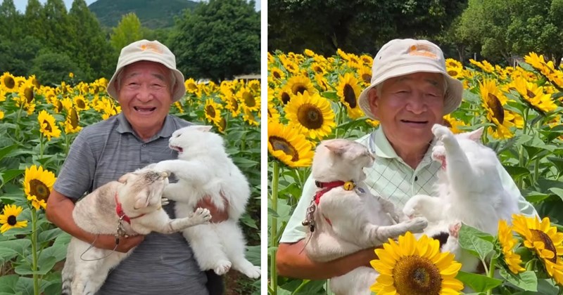 Pictures of a japanese man and his cats, and comments | Thumbnail includes 