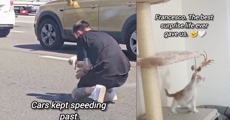 Spicy kitten saved from highway traffic after being spotted bolting between cars in traffic jam, transforms into cuddly house cat thanks to his new pawrents’ love affection: ‘Finding him wasn’t an accident.’ | thumbnail includes two images one image shows a man picking up kitten on motorway during traffic ‘Cars kept speeding past.’, the other image shos a kitten playing on a cat tree ‘Francesco. The best surprise life has ever gave us.’